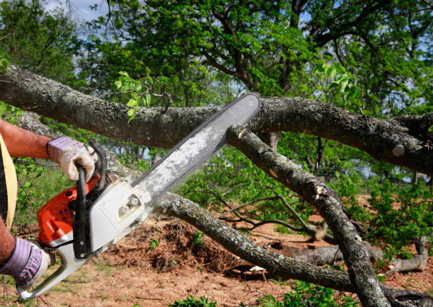 Best Emergency Tree Removal  in Cypress Gardens, FL